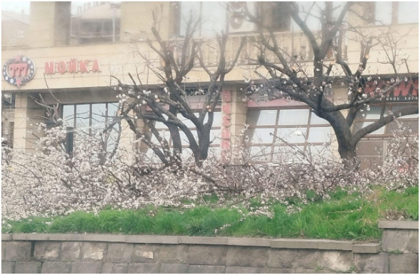 Ծաղկած ծառերը էտել, նշանակում է՝ քանդել քաղաքի էկոլոգիական հավասարակշռությունը (տեսանյութ)